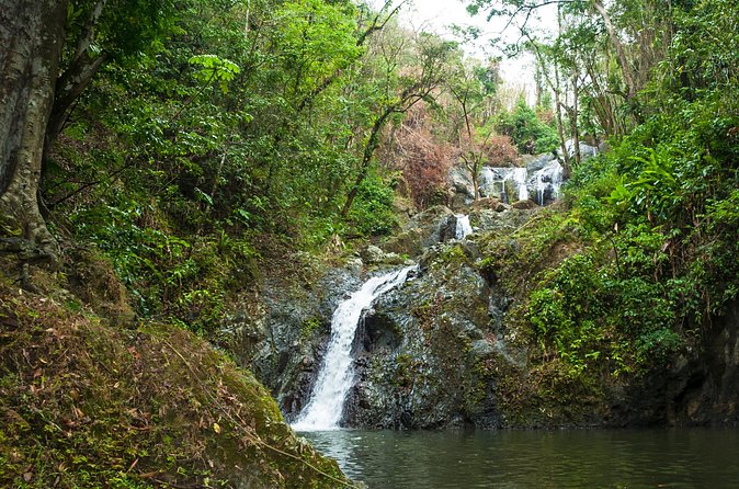 Rainforest Tour - What the three-hour forest portion feels like