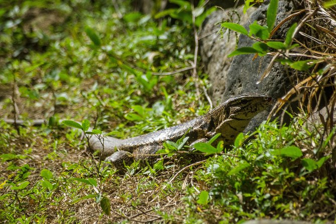 Rainforest Tour - Timing, pickup, and what to bring