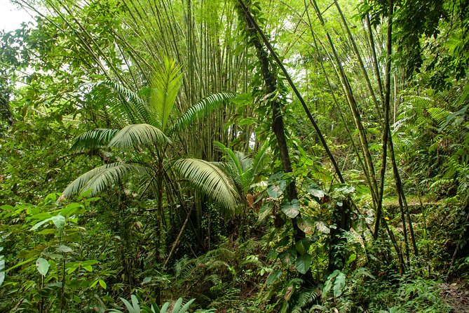 Rainforest Tour - Listening for birds, crabs, and forest life