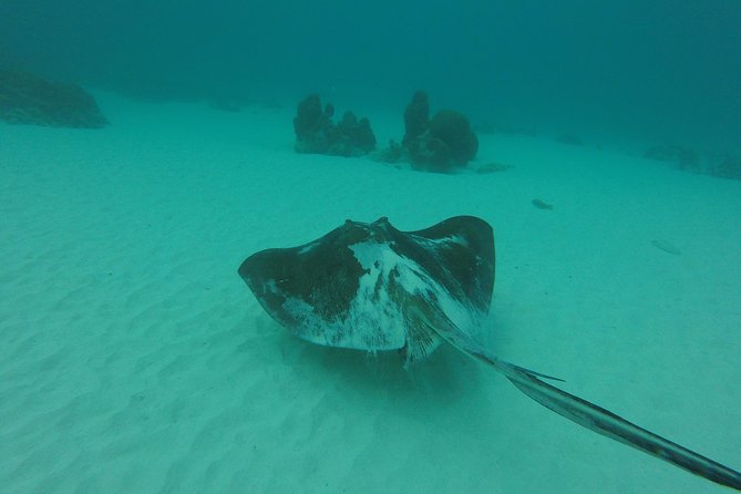 Snorkeling Tour (with Light Refreshments) - Setting out from Buccoo Road