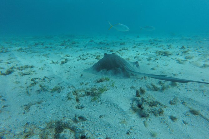 Snorkeling Tour (with Light Refreshments) - Looking for dolphins, turtles, and rays