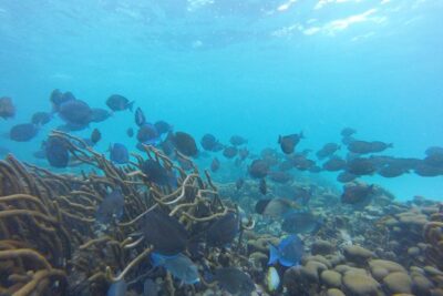 Snorkeling Tour (with Light Refreshments)