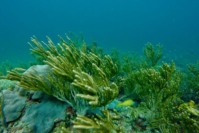 Snorkeling Tour (with Light Refreshments) - Is $80 a fair price?