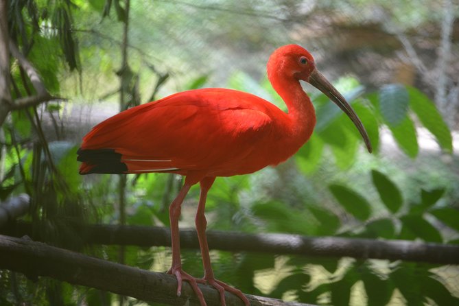 Sunset Boat Tour into Caroni Wetlands - Key points before you book