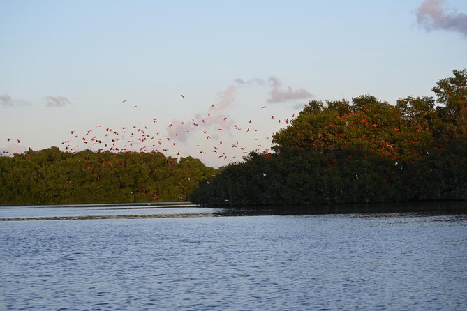Sunset Boat Tour into Caroni Wetlands - Watching birds return to roost