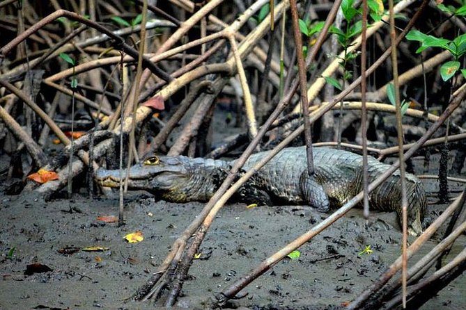 Sunset Boat Tour into Caroni Wetlands - Beyond the Scarlet Ibis: snakes, caimans, and capybara