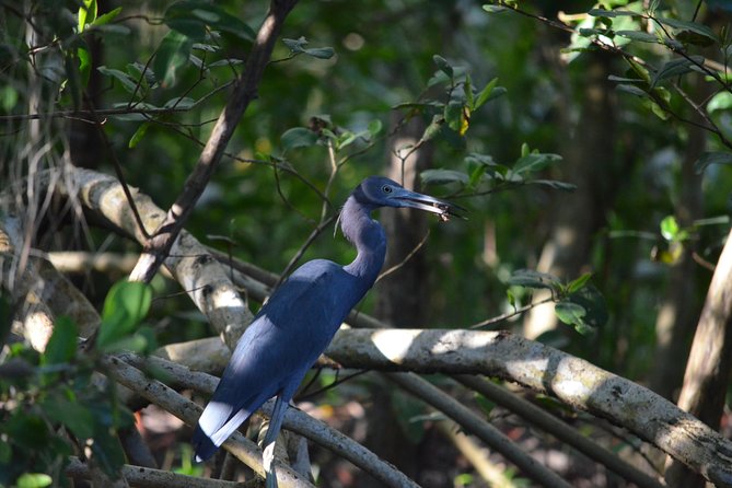 Sunset Boat Tour into Caroni Wetlands - How the guides shape the experience