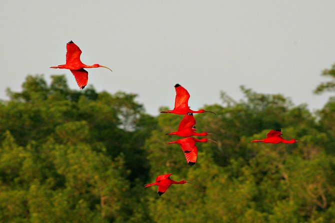 Sunset Boat Tour into Caroni Wetlands - What to bring and how to prepare
