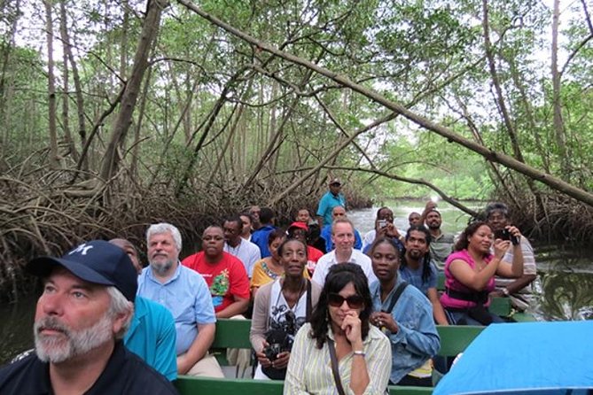 The Scarlet Ibis - Caroni Swamp Tour - Why the Scarlet Ibis Comes Home to Caroni Swamp