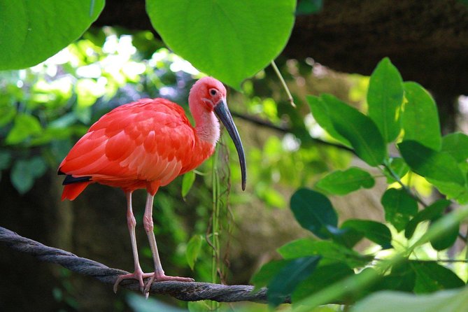 The Scarlet Ibis - Caroni Swamp Tour - A 3:00 pm Start Sets Up the Best Light