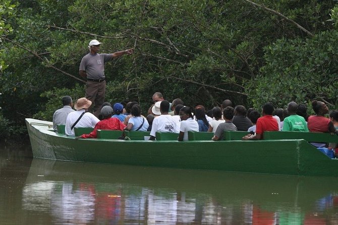 The Scarlet Ibis - Caroni Swamp Tour - The Wildlife Is the Reward, Not a Guarantee
