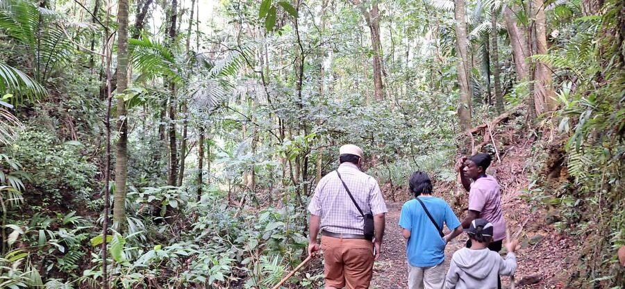 The Tobago Rainforest Tour - What the two to three-hour walk feels like