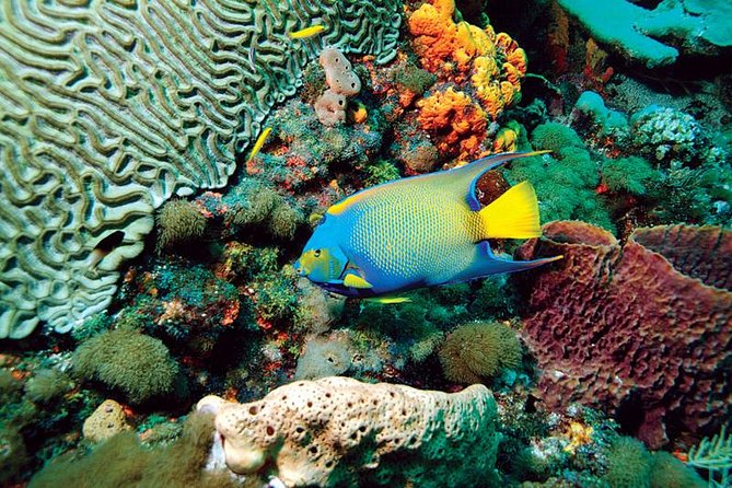 Tobago Buccoo Reef Glass Bottom Boat Cruise and Island Sightseeing Tour - The day begins above Scarborough at Fort King George