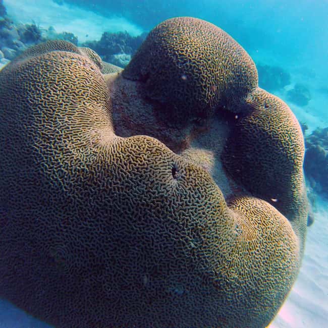 Tobago: Coral Reef Boat Tour with BBQ and Transfer - Who should book this tour?