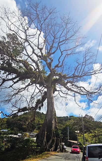Tobago: Full Day Atlantic Coast Tour with Lunch - How the eight-hour schedule feels