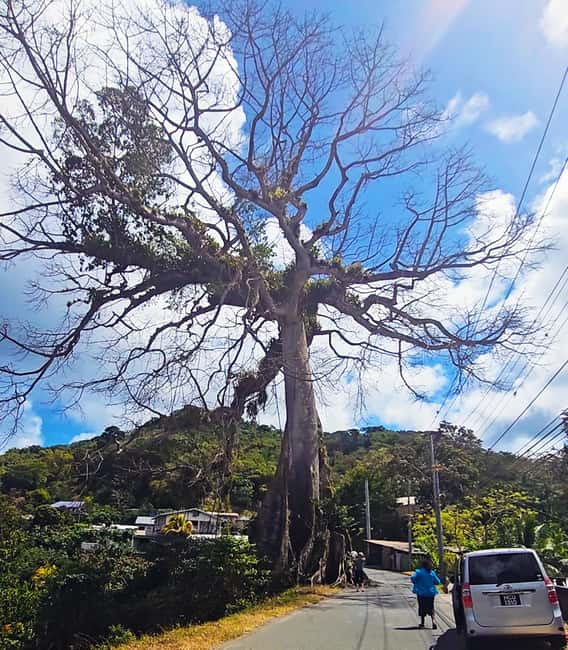 Tobago: Half Day Atlantic Coast Tour with Transfer - Should you book the Atlantic Coast Tour?