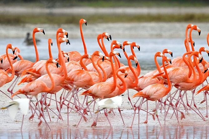 Trinidad and Tobago Flamingos, Scarlet Ibis Tour - Why the Caroni wetland is worth your time