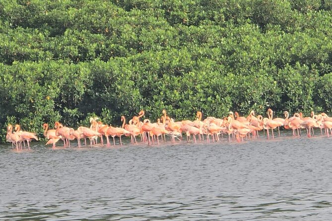 Trinidad and Tobago Flamingos, Scarlet Ibis Tour - What the private format changes