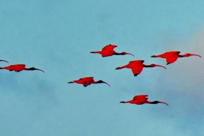 Trinidad and Tobago Flamingos, Scarlet Ibis Tour