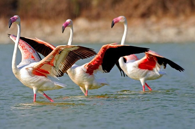 Trinidad and Tobago Flamingos, Scarlet Ibis Tour - Is $95 a good value?