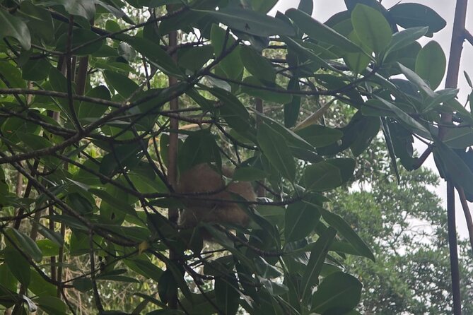 Trinidad and Tobago Flamingos, Scarlet Ibis Tour - Conditions, cancellation, and practical planning