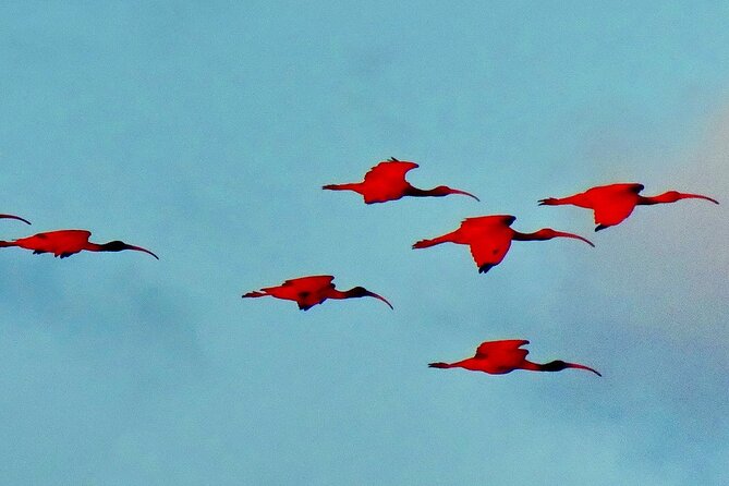 Trinidad and Tobago Flamingos, Scarlet Ibis Tour - Scarlet ibis and flamingos provide the headline sightings
