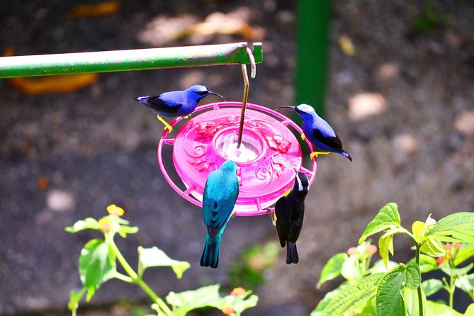 Trinidad Nature and Asa Wright Center Full-Day Tour from Port of Spain - Why this is one of Trinidad’s best nature days