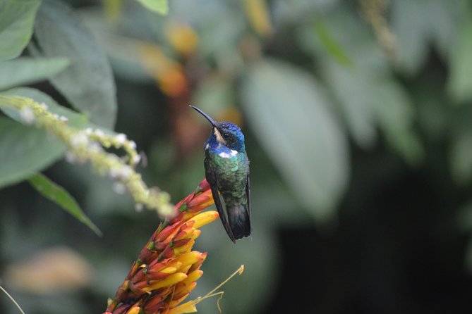 Trinidad Nature and Asa Wright Center Full-Day Tour from Port of Spain - Arima market, if the timing allows