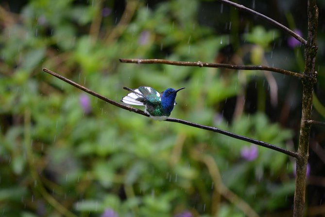Trinidad Nature and Asa Wright Center Full-Day Tour from Port of Spain - The 9:00 a.m. pickup and drive into the mountains