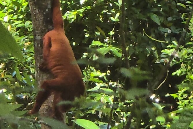 Trinidad's Mud bath - Why L’Eau Michel Is Worth the Trip