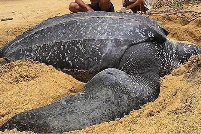 Turtle Watching - Key points before you book