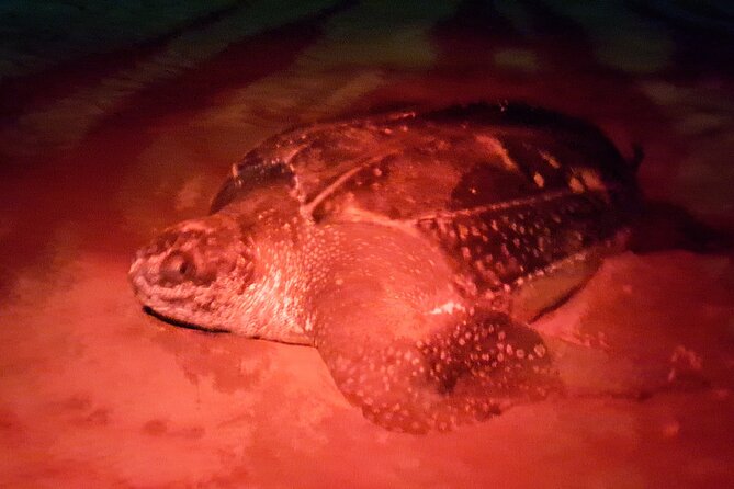 Turtle Watching - Meeting turtles from Buccoo Beach
