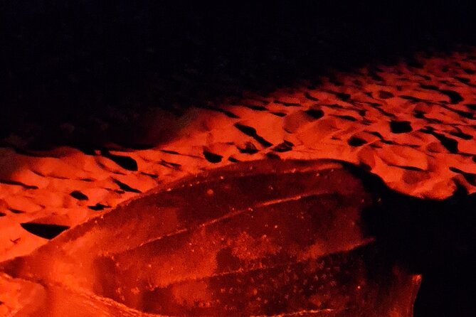 Turtle Watching - Watching a Leatherback build its nest