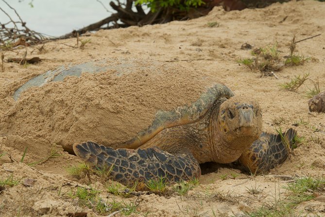 Turtle Watching - The value of a private $80 outing