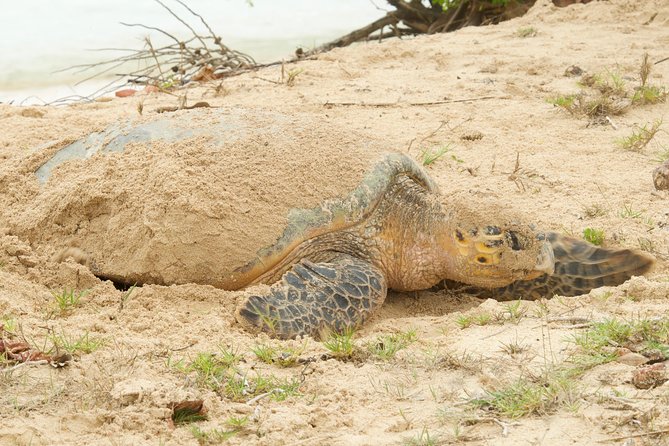 Turtle Watching - Who will enjoy this experience most