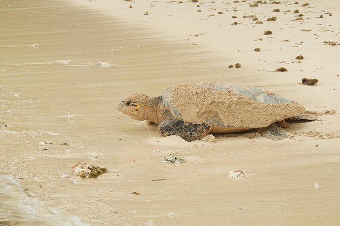 Turtle Watching - Should you book Turtle Watching?
