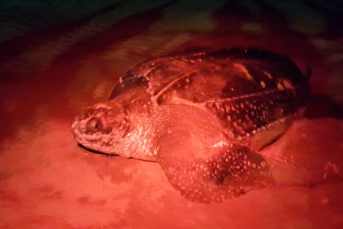 Turtle Watching - Three turtle species, three possible encounters