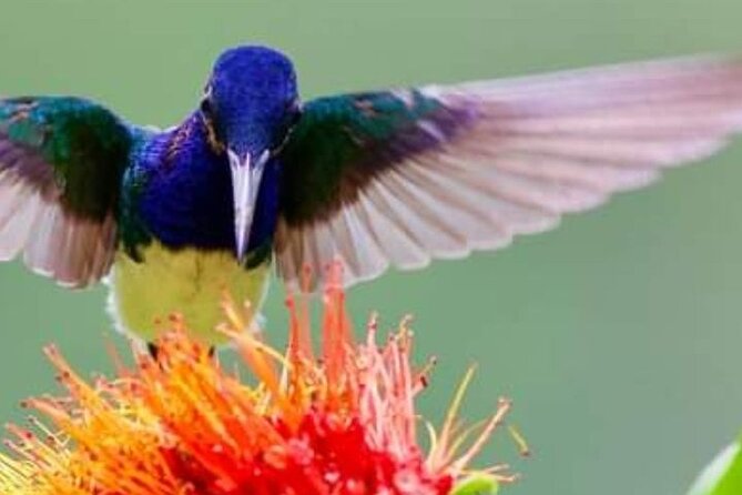 Yerette Home of the Hummingbird - Key points to know before visiting Yerette