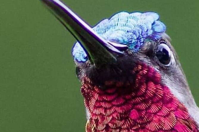 Yerette Home of the Hummingbird - Why Yerette feels different from a normal bird tour
