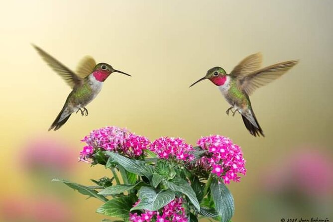 Yerette Home of the Hummingbird - Choosing between breakfast, lunch, and afternoon tea