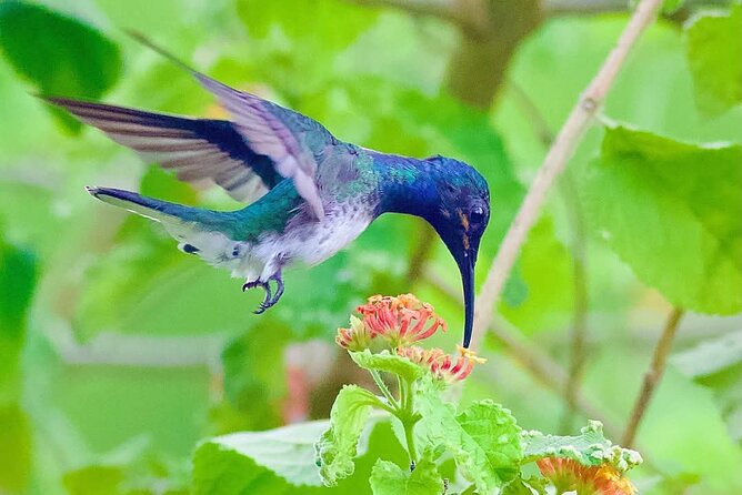 Yerette Home of the Hummingbird - Who will enjoy Yerette most?