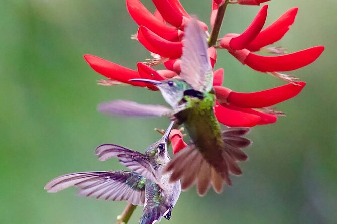 Yerette Home of the Hummingbird - Practical tips for making the visit better