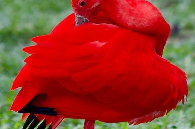 Yerette Home of the Hummingbird and Caroni Wildlife Tour - Why this Trinidad pairing works