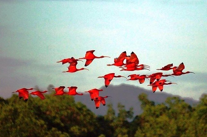 Yerette Home of the Hummingbird and Caroni Wildlife Tour - Practical advice for choosing your date